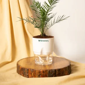Phoenix Palm